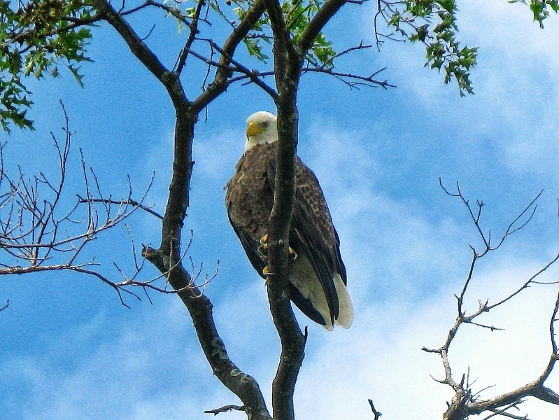 Eagle